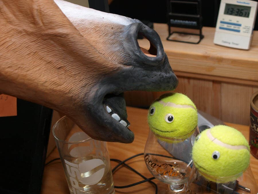 Ball kun und Derp kun im Glas werden gefressen