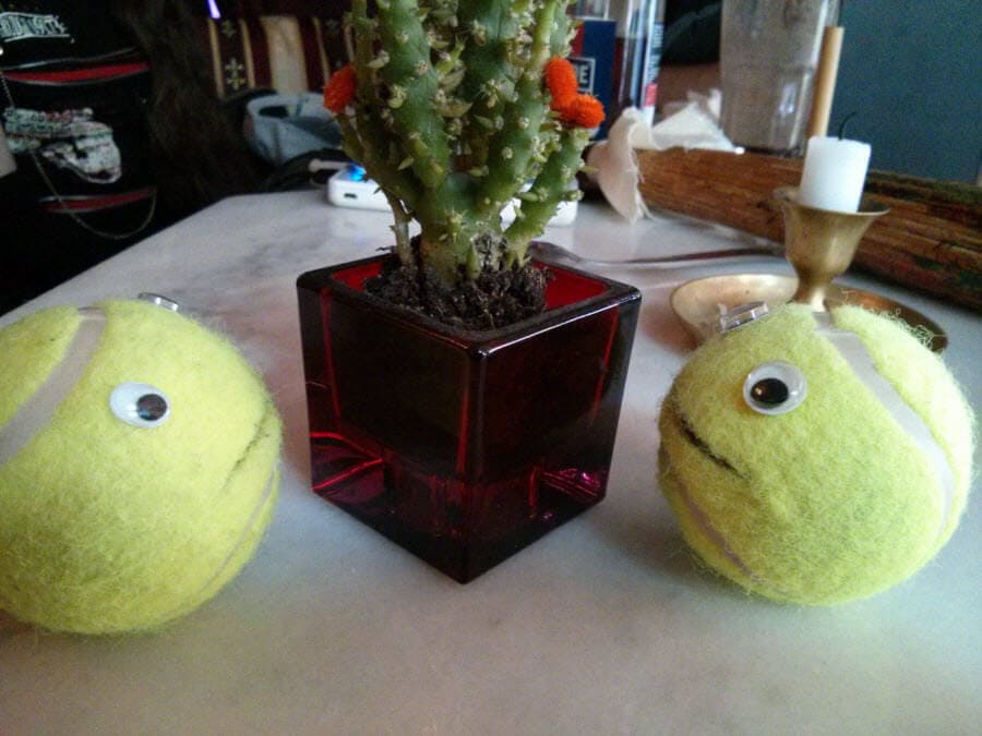 Zwei Bälle mit Augen neben einem Kaktus auf einem Tisch.
